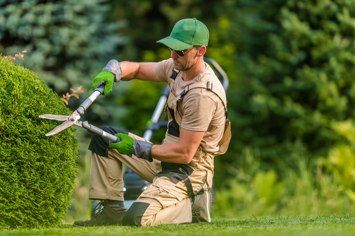 Gardener Trimming a Bush   